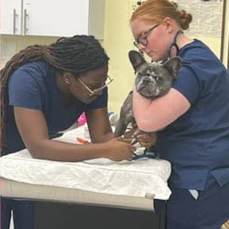 Bulldog Exam